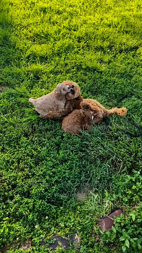 16 reactions | #cherrylanefarm #tennesseebreeder #minigoldendoodlesforsale #minigoldendoodle #puppyplaytime #murfreesborotn #murfreesboro #goldendoodlepuppies | Cherry Lane Farm | Facebook