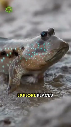 This Fish Can Walk on Land 😱 | Amazing Mudskipper Facts