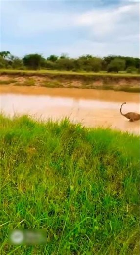Leopard Chases a Wild Boar 🐆🐗 | High-Speed Predator vs Prey | #Leopard #WildBoar #Wildlife