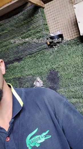 الرد على @ttoto2024 افرش ونام بلمحميه شرط #محميه_حسنكو_لحمام_الملكي #محميه_حسنكو_الحجي🧿🇸🇾