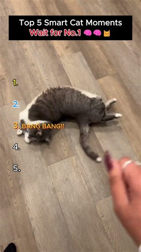 You Wont Believe How Smart These Cats Are 🧠🧠#viral #smartcats