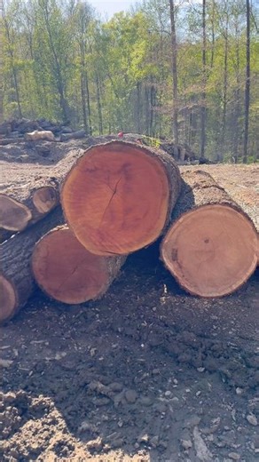 Some gorgeous cherry & walnut. #log #sawmill #ideas