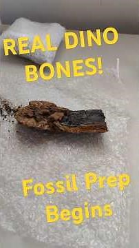 We Finally Found Real Dinosaur Bones! 🦕