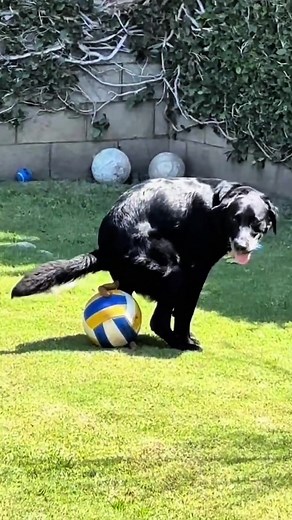 The World Cup of Dog Poop: A Hilarious Competition