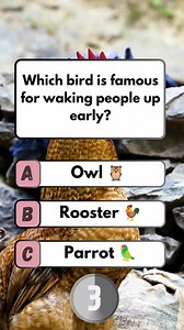 ⏰ Rooster — The Early Morning Alarm #brainteaser #puzzle #quiz #fun | Think Fast