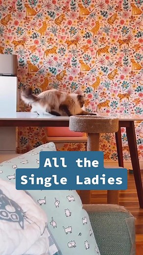 My Cat Is People 🇨🇦 (@mycatispeople) - Cat Dancer: When Your Feline Friend Has Better Moves Than You