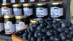 Indiana Grown: 75 years of picking blueberries at Valhalla Farms
