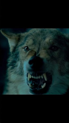 The Loyal Wolf’s Heartbreaking End 🐺 | Alpha Final Scene #4k #shorts