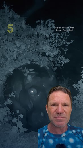 Steve Backshall gets closer to hippos than most would ever dare, watching them wander through streets and gardens in South Africa 🤯 With tusks that can grow as long as a human arm and lightning‑fast speed, these animals are as breathtaking as they are deadly 🦛 💪 #animals #documentary #nature | Channel 5