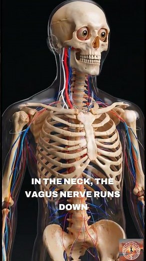 The Vagus Nerve – Anatomy and Pathway | Educational Visual Guide
