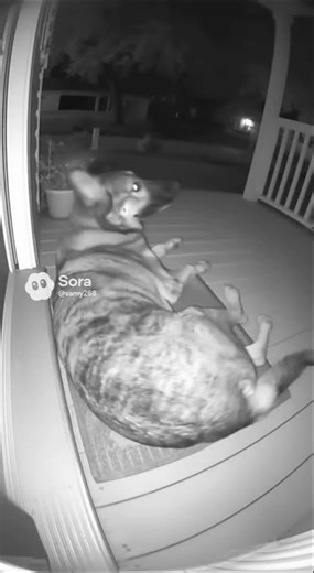 Dog Pretends to Sleep... Then THIS Happens to the Thief!