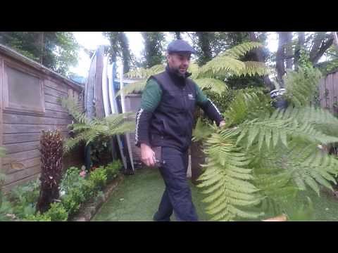 prunning tree ferns