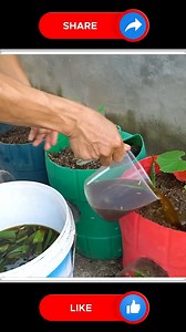 Bitter Melon Farming ❤🆕 | Small Vegetable Garden