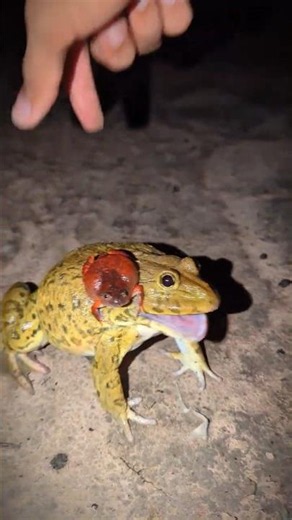 The big frog screams funny | Frog and Lizard Funny boing boing | Frogs are funny to laugh
