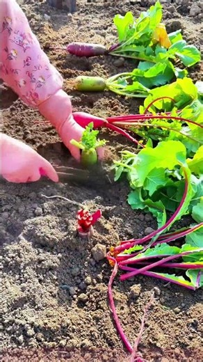 Radish Planting Tips Revealed