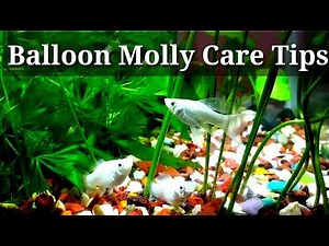 Balloon Molly Care Tips