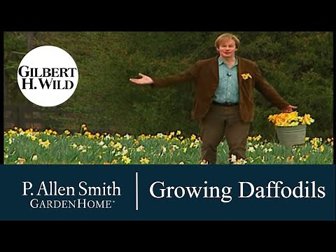 How to Grow Daffodils | Garden Home (701)