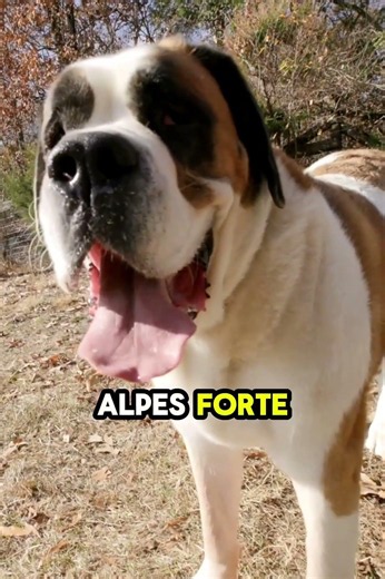 TOP 5 maiores raças de CÃES do mundo 🥇