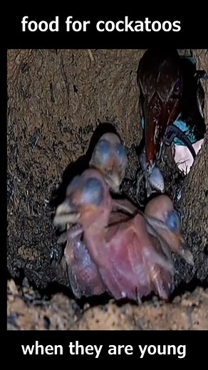 food for cockatoos when they are young | Brid Feed