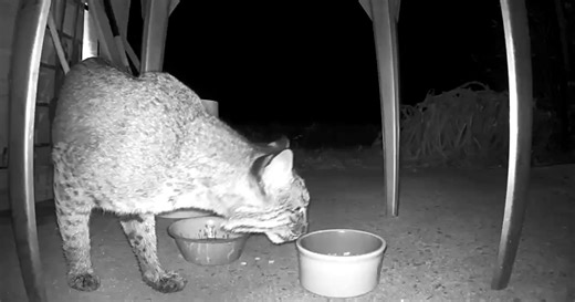 WATCH: Bobcat visits Hampton Roads backyard