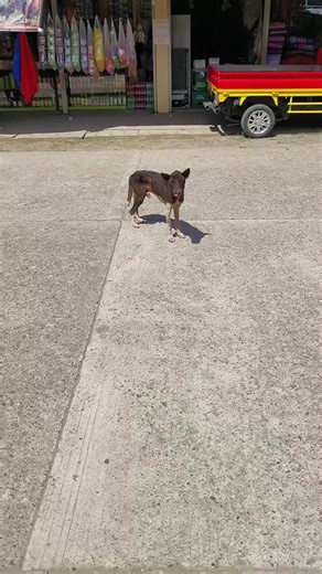 Happy Animals Club (@happyanimalsclub)’s videos with original sound - Happy Animals Club