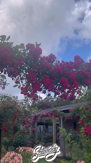 32 reactions · 32 comments | good morning beautiful #roseslovers #roses #gardening #springtime | Rose Gale Buccat | Facebook