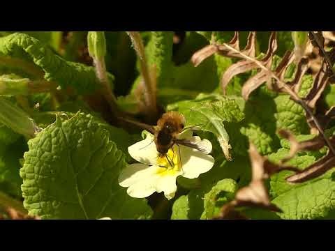Bee Fly - amazing twisted wing movement