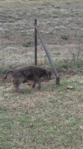 One week old and ready to fight! #highlandcow #highlands #miniaturehighlandcows