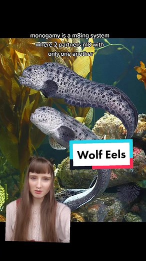 Discover the Mysterious World of Wolf Eel: Marine Biology Exploration