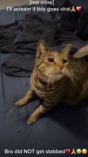 Bro did not get stabbed💔 #cat #meow #stabbed #sad #dramatic #kittyo #kitty #fakeknife
