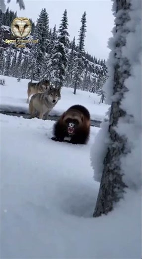 Wolf pack vs Wolverine titan clash in snowy taiga