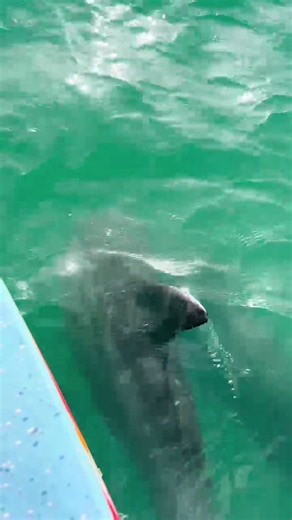 Delfines Jugando con Embarcación en el Mar 🐬💙