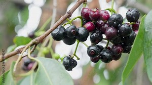 java plum cluster with rain water drops 4k 25p