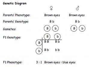 Section C : Heredity and Variation