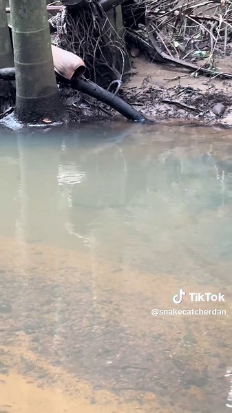 Snake Catcher Dan on TikTok