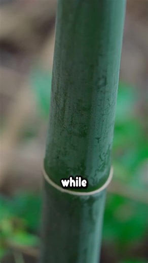 #amizing #interestingfacts #factshorts #didyouknow #mindblowingfacts