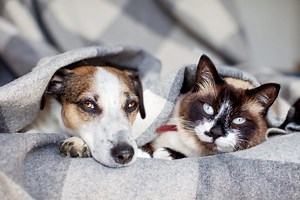 The Pet Parasites Every Owner Should Watch For — and How They Spread