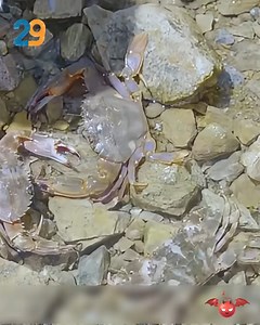 472K views · 10K reactions | Pemuda lemah diremehkan semua orang, tak disangka menangkap monster air yang langka .! #films #review #shortdrama | Работилницата на Криси | Facebook