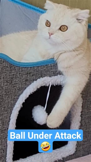 😼⚾Cat Goes Full Attack Mode#funnycatshorts #cats #catattack #funny #pets