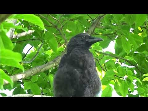 親を呼ぶカラスの子の鳴き声 Large-billed Crow