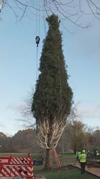 2025 Rockefeller Center Christmas tree cut down in upstate New York