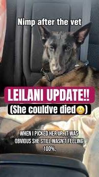 My service dog survived a potentially fatal medication overdose… #ServiceDog #dog #foryou