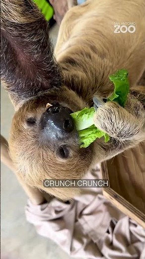 🥬 Eat everything... except the salad? 🦥😂 #SanAntonioZoo