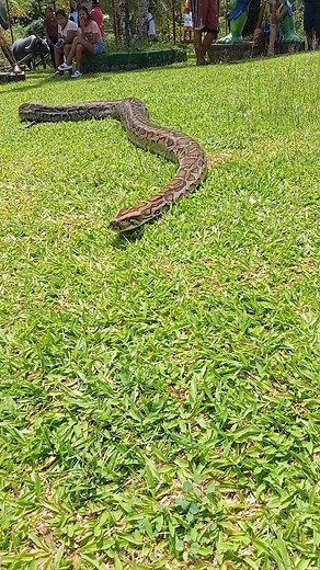 hello sayo sir Burmese python 🤗 | MAK DON TV