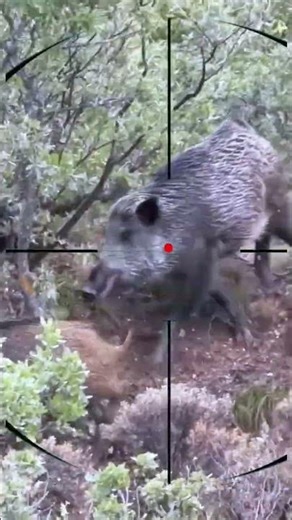 Wild Boar Hunting | Caccia al cinghiale | Chasse au sanglier