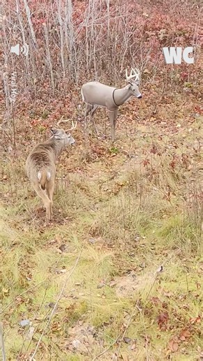 Some guy decided to prank this deer with a fake dummy 🦌 | Watercooler