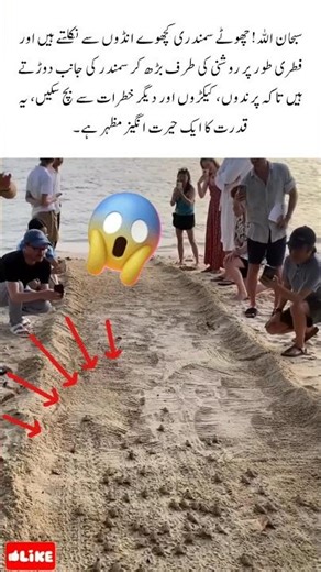 Baby Sea Turtles’ Incredible Journey to the Ocean | Amazing Nature Facts