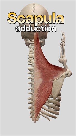 Bradley Blair Osteopath on Instagram: "Scapular adduction, often described as scapular retraction, is the movement where the shoulder blades move medially towards the spine. This action is not driven by a single muscle but by coordinated activity between several muscles acting on the scapula relative to the thorax. The primary contributors are the middle fibres of trapezius and the rhomboids. The middle trapezius plays a dominant role in drawing the scapulae directly towards the spine, producing