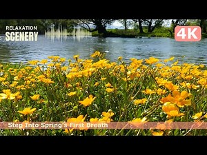 🌸 4K Spring Awakening: Blooming Gardens & Gentle Breezes 🎶