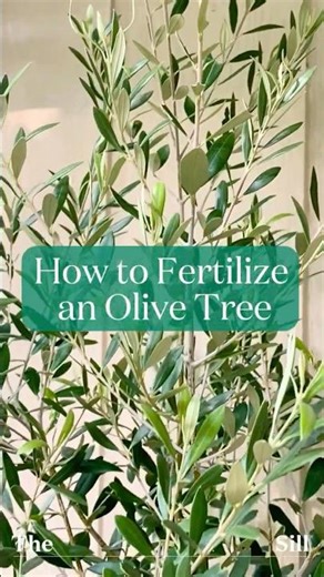 How to Fertilize an Olive Tree